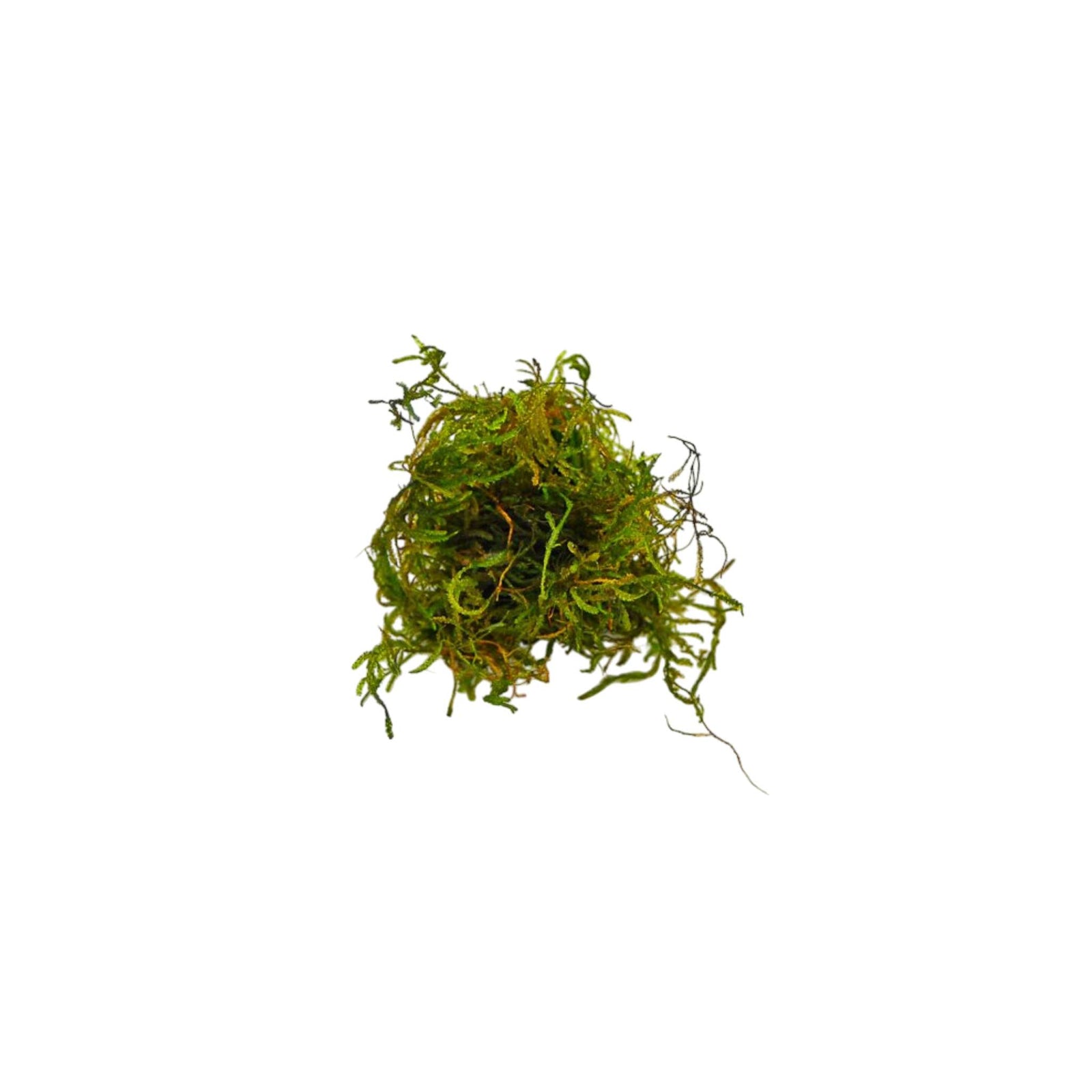 Flame Moss (Taxiphyllum 'Flame')