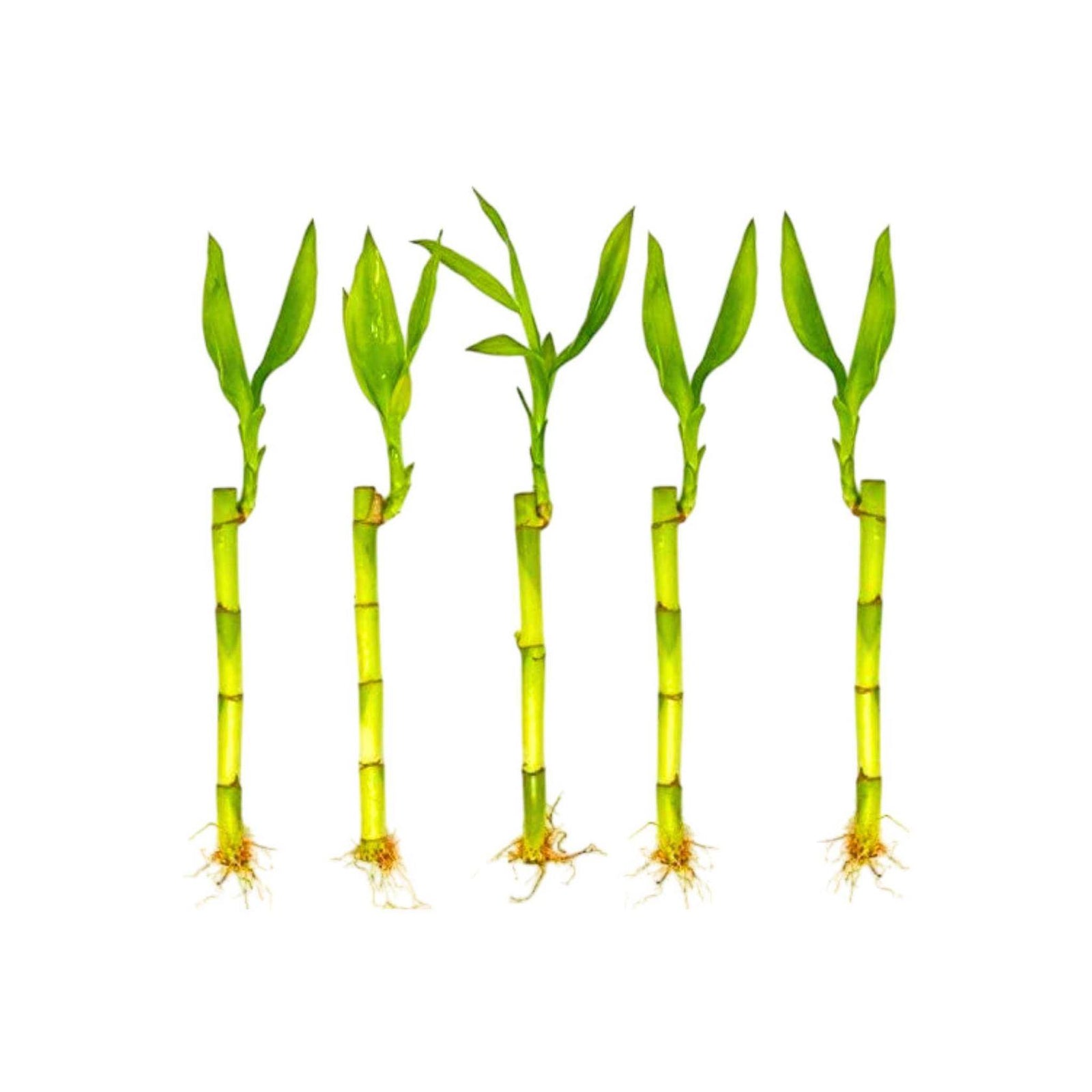 Lucky Bamboo Plant (Dracaena Sanderiana)