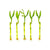 Lucky Bamboo Plant (Dracaena Sanderiana)