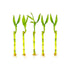 Lucky Bamboo Plant (Dracaena Sanderiana)