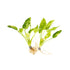 Marble Queen Sword (Echinodorus Cordifolius)