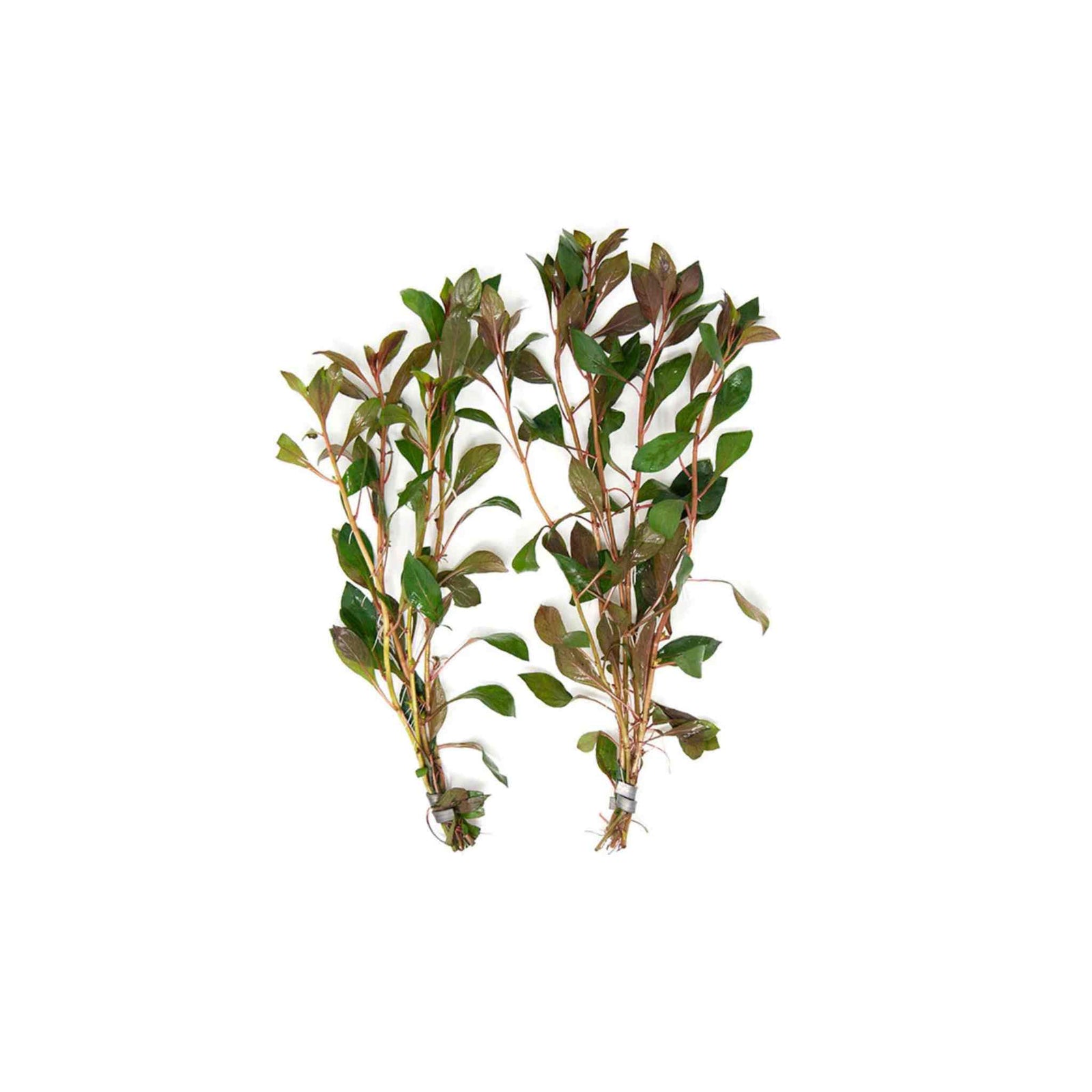 Ludwigia Repens (Dark Red)