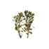 Ludwigia Repens (Dark Red)