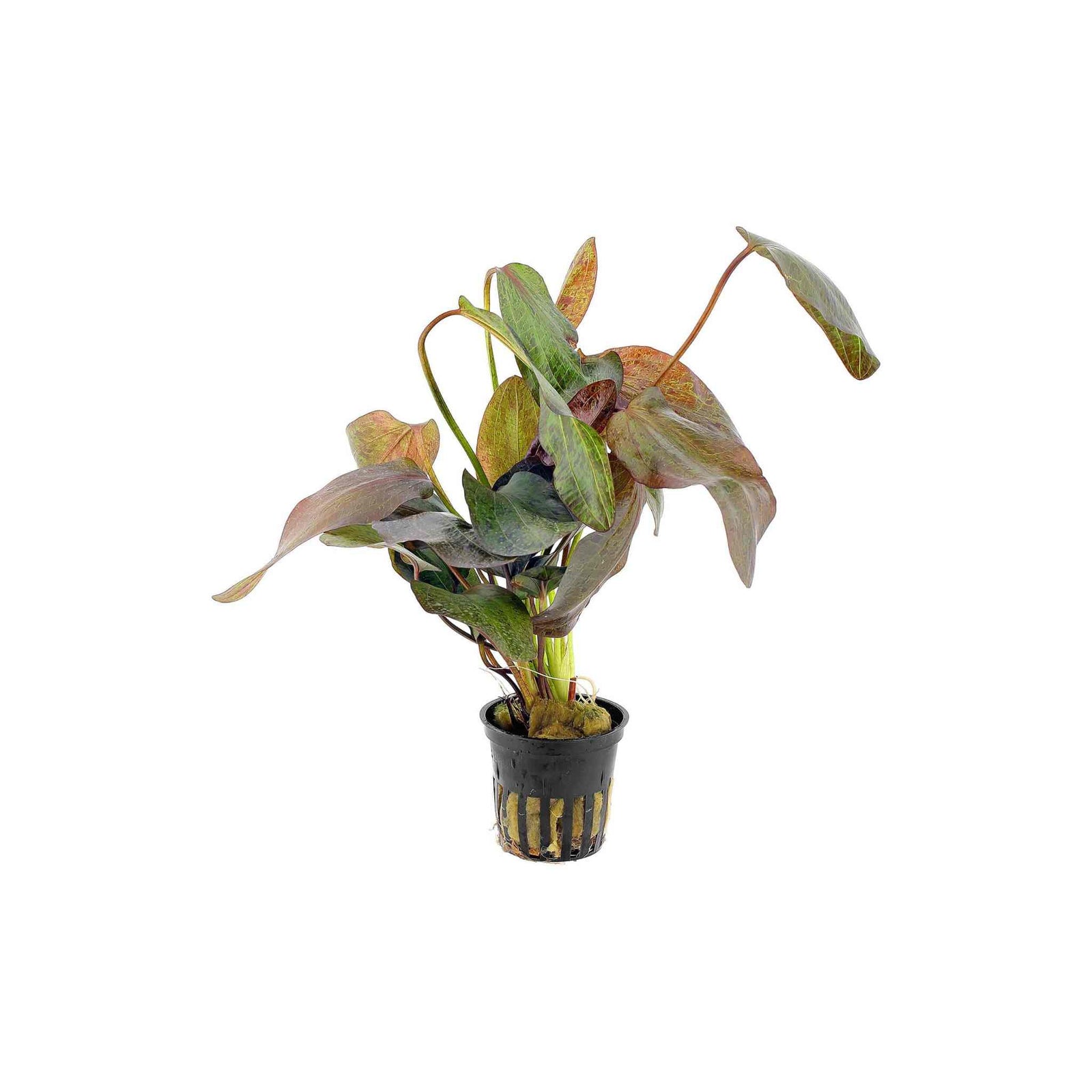 Amazon Sword Echinodorus Ozelot Red