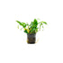 Anubias Minima Bare Root