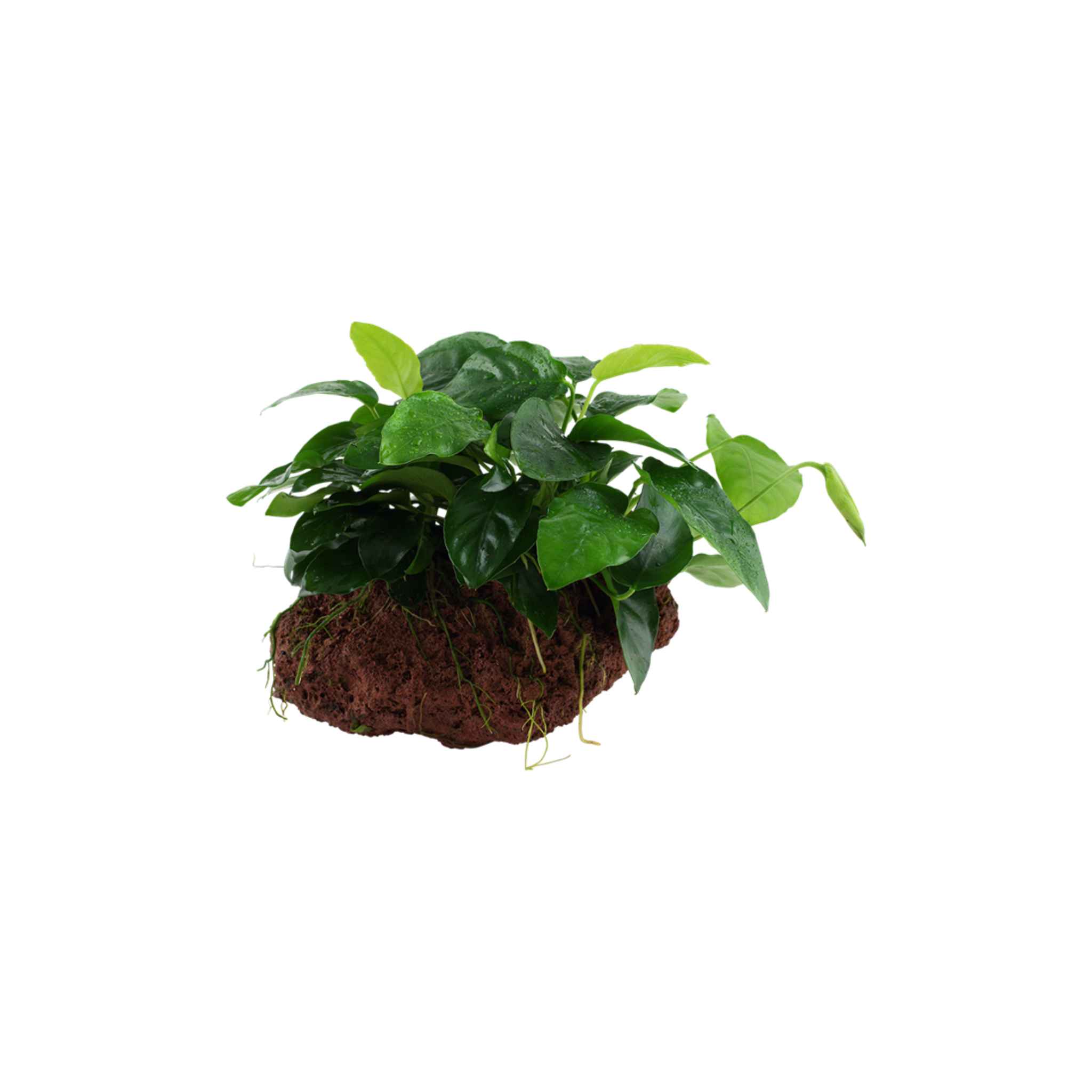 Anubias Barteri (Nana) On Lava Rock