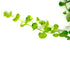 Freshwater aquarium plant Giant Baby Tears Micranthemum USA
