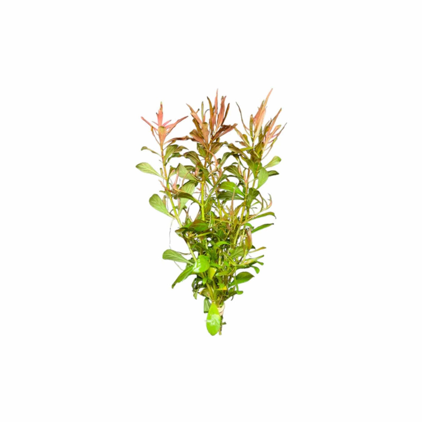 Needle Leaf Ludwigia Arcuata