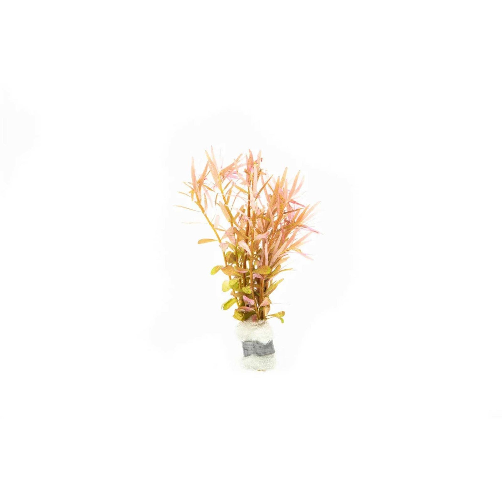 Rotala Vietnam HRa