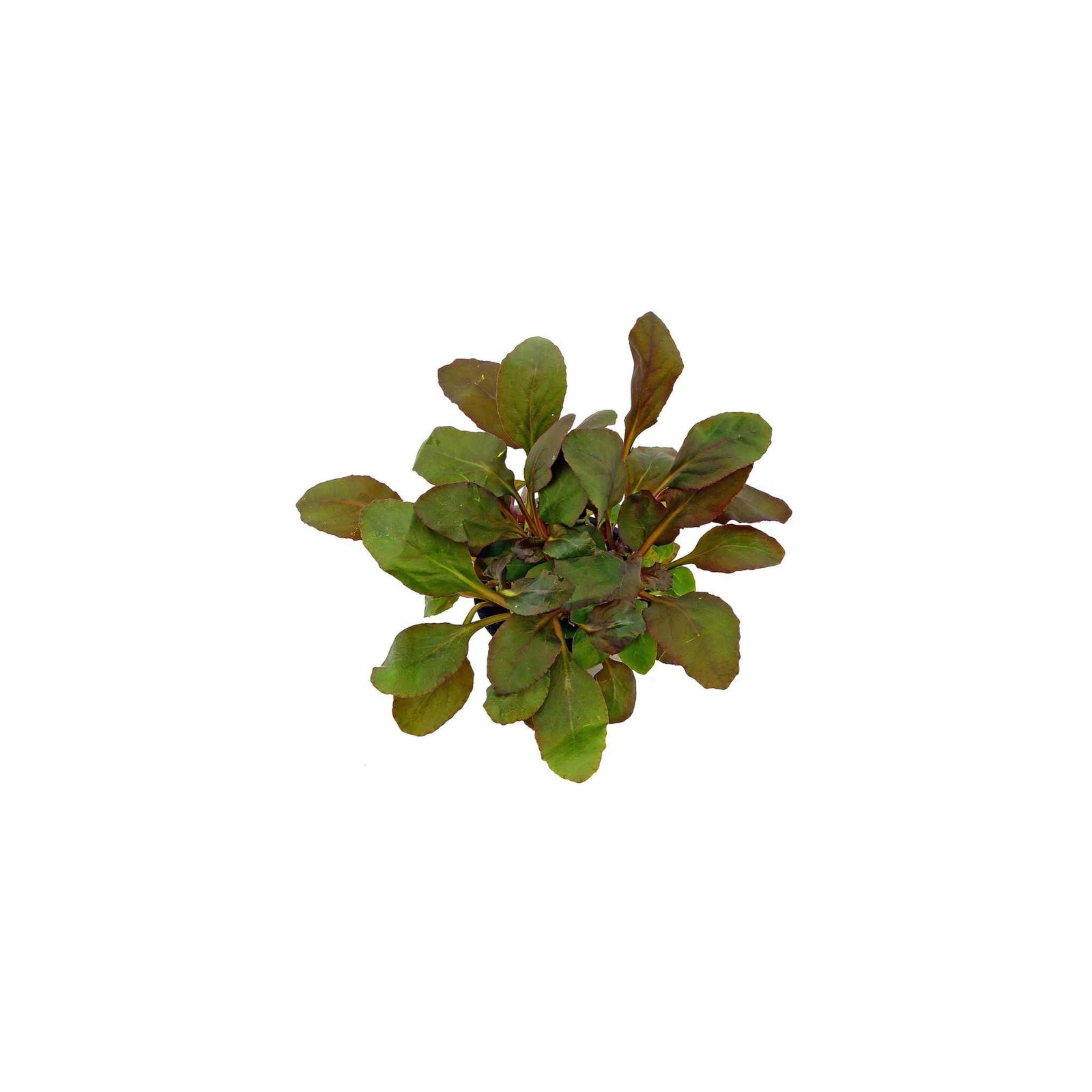 Dwarf Cardinal Plant (Lobelia Cardinalis)