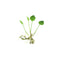 Frogbit (Limnobium Spongia)