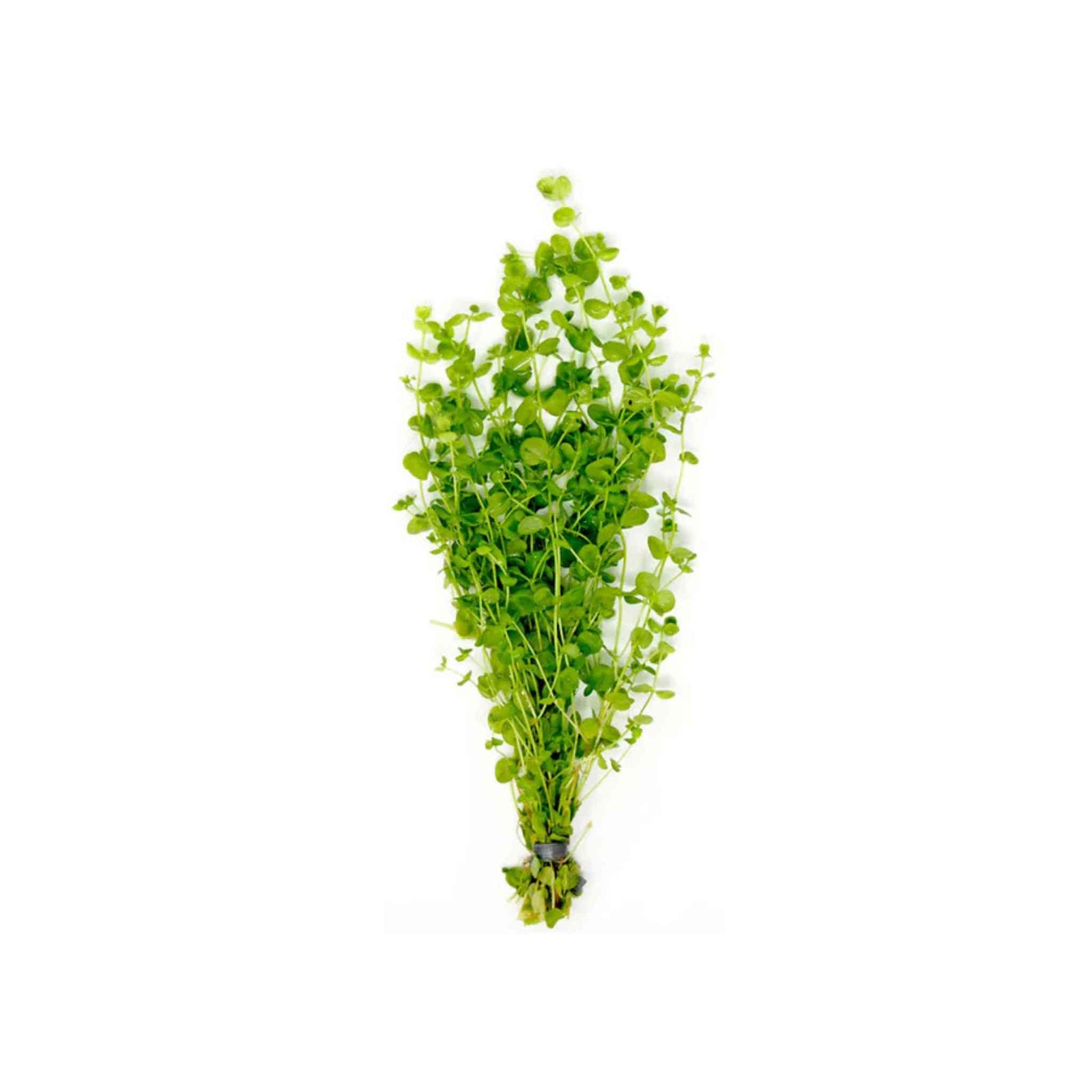 Giant Baby Tears Micranthemum Umbrosum lush aquatic plant bunch