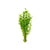 Giant Baby Tears Micranthemum Umbrosum lush aquatic plant bunch