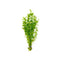 Giant Baby Tears Micranthemum Umbrosum lush aquatic plant bunch