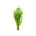 Giant Baby Tears Micranthemum Umbrosum lush aquatic plant bunch