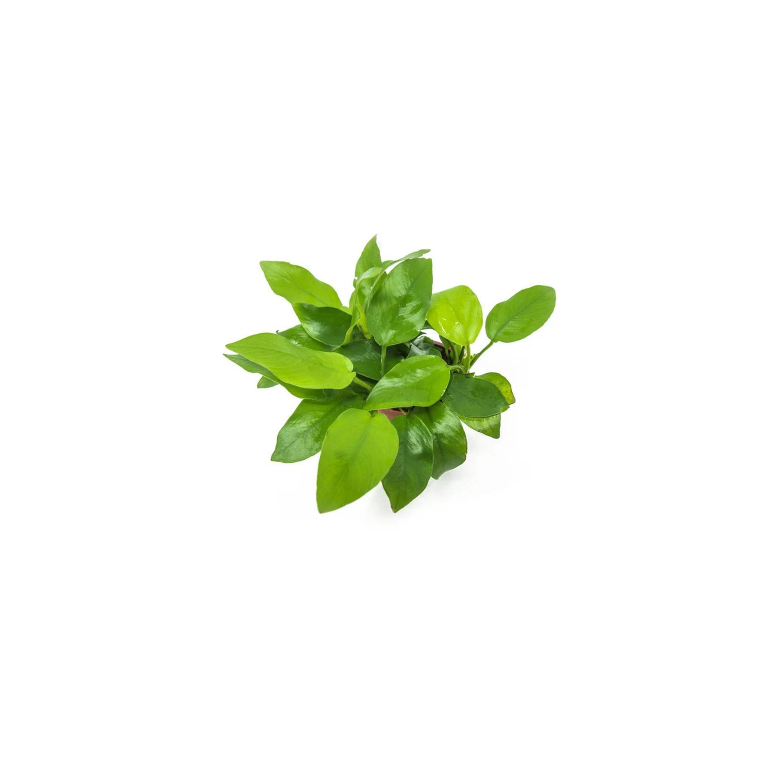 Anubias Barteri Nana (Golden)