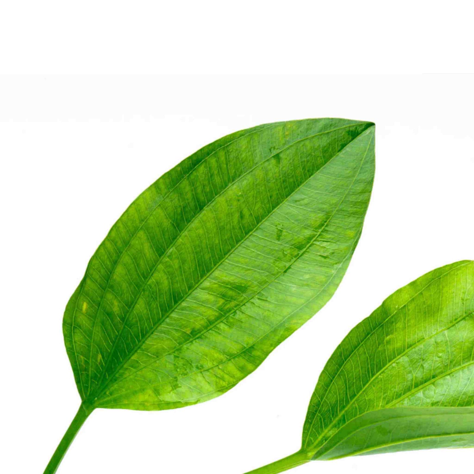Grandifolius 