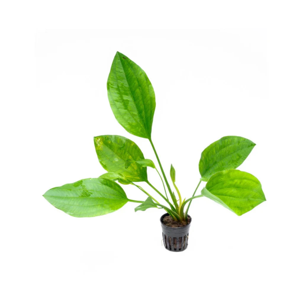 Grandifolius Rangeri Sword Argentinensis, USA aquarium plants.
