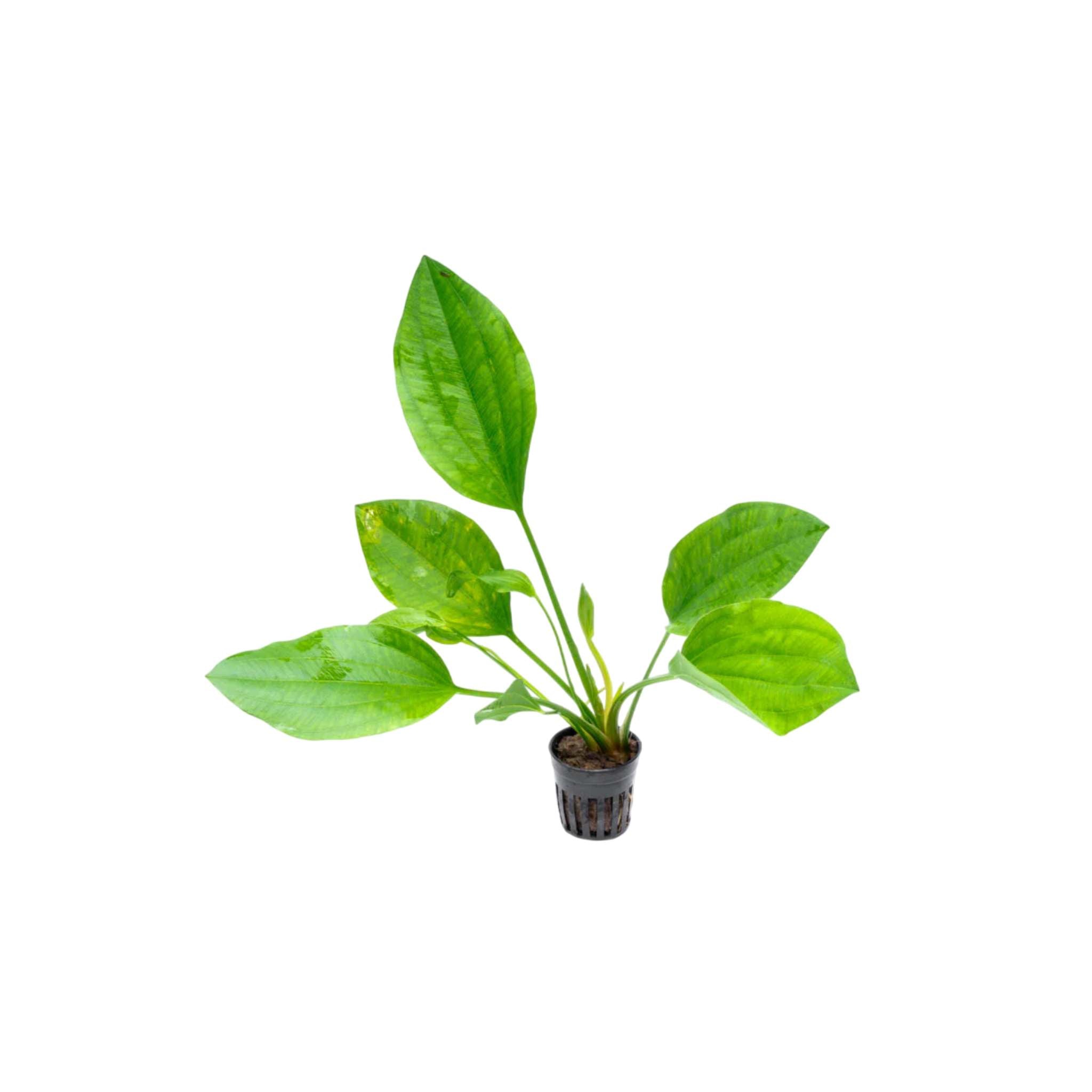 Grandifolius "Rangeri" Sword Argentinensis