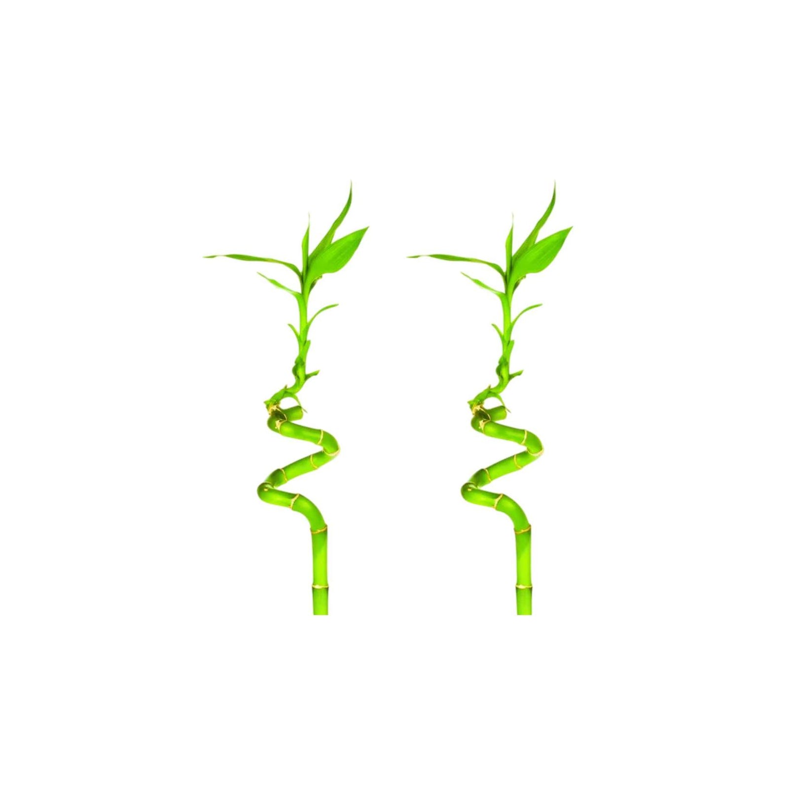 Lucky Bamboo Plant (Dracaena Sanderiana)