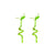 Lucky Bamboo Plant (Dracaena Sanderiana)