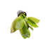 Amazon Sword Echinodorus "Green Ozelot"