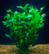 Florida Ruffle “Green Hedge” (Alternanthera sp.)