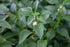 Florida Ruffle “Green Hedge” (Alternanthera sp.)
