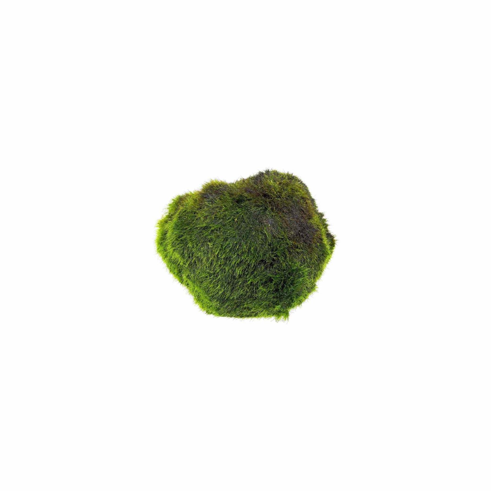 Marimo Moss Ball Aegagropila Linnaei