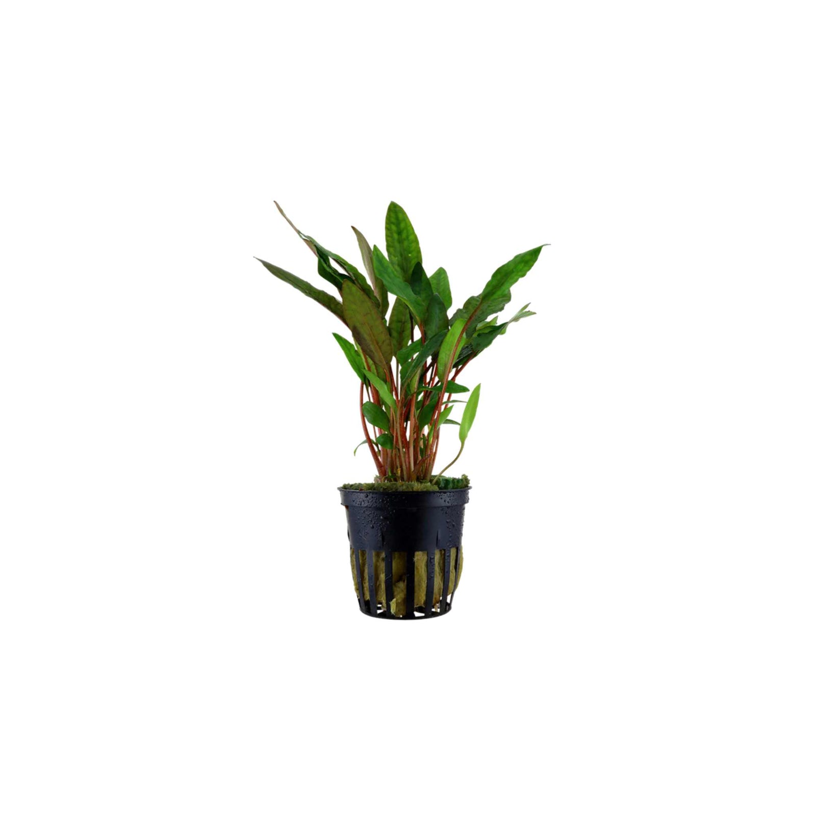 Healthy Cryptocoryne Becketii Petchii for freshwater tanks USA