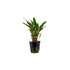 Healthy Cryptocoryne Becketii Petchii for freshwater tanks USA