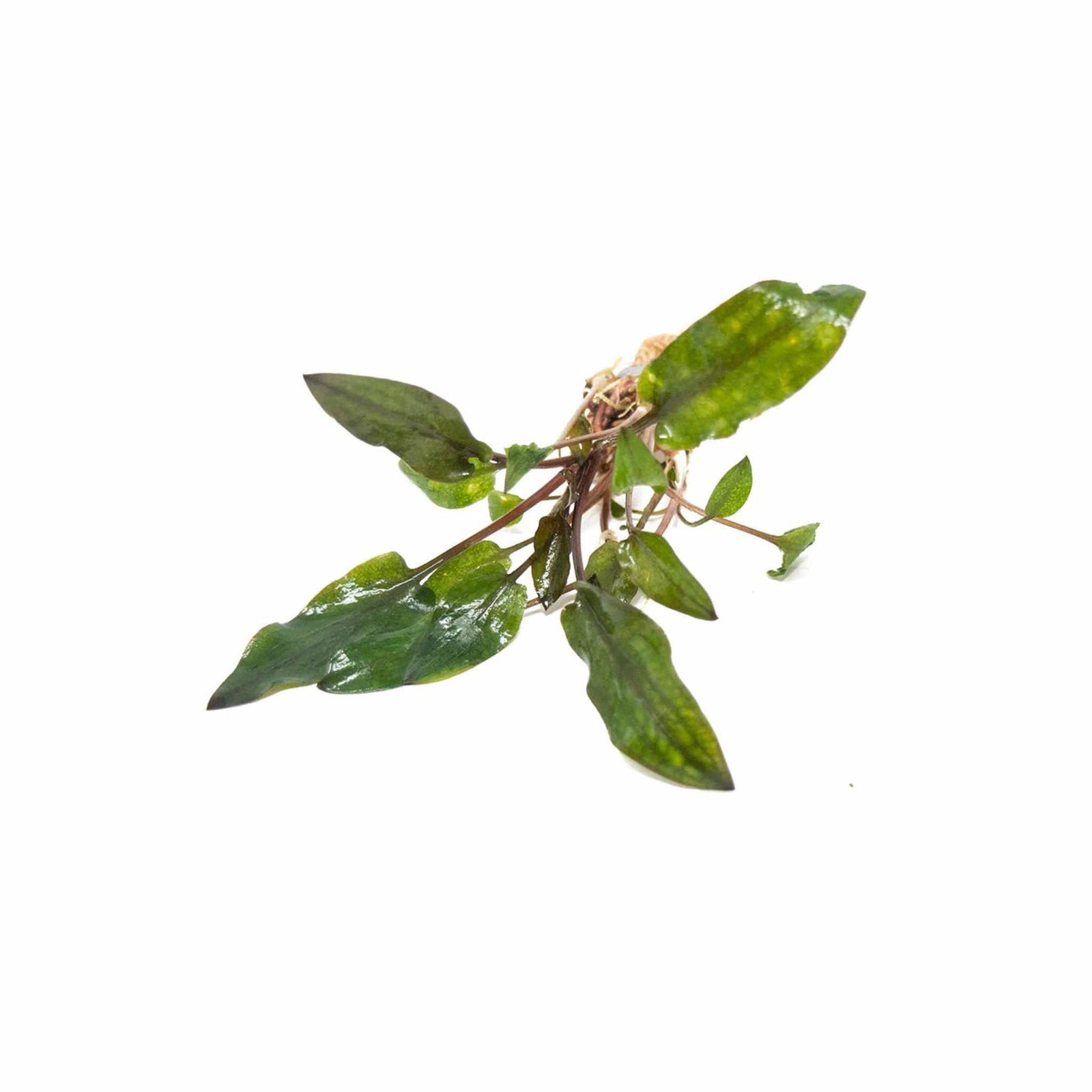 Healthy Cryptocoryne Wendtii Red for aquarium USA