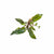 Healthy Cryptocoryne Wendtii Red for aquarium USA