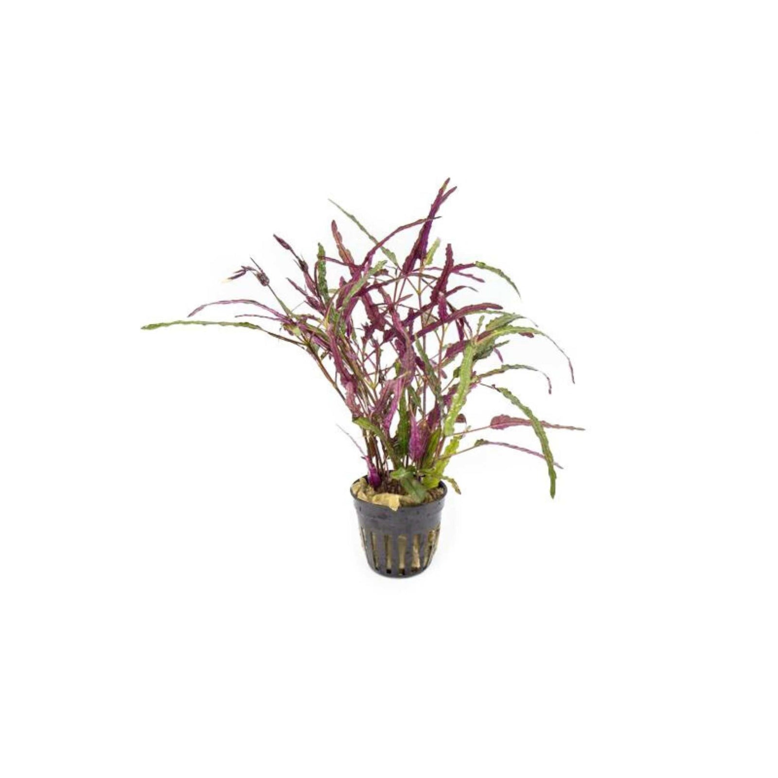 Dragon’s Tongue (Flame) – Hemigraphis Repanda