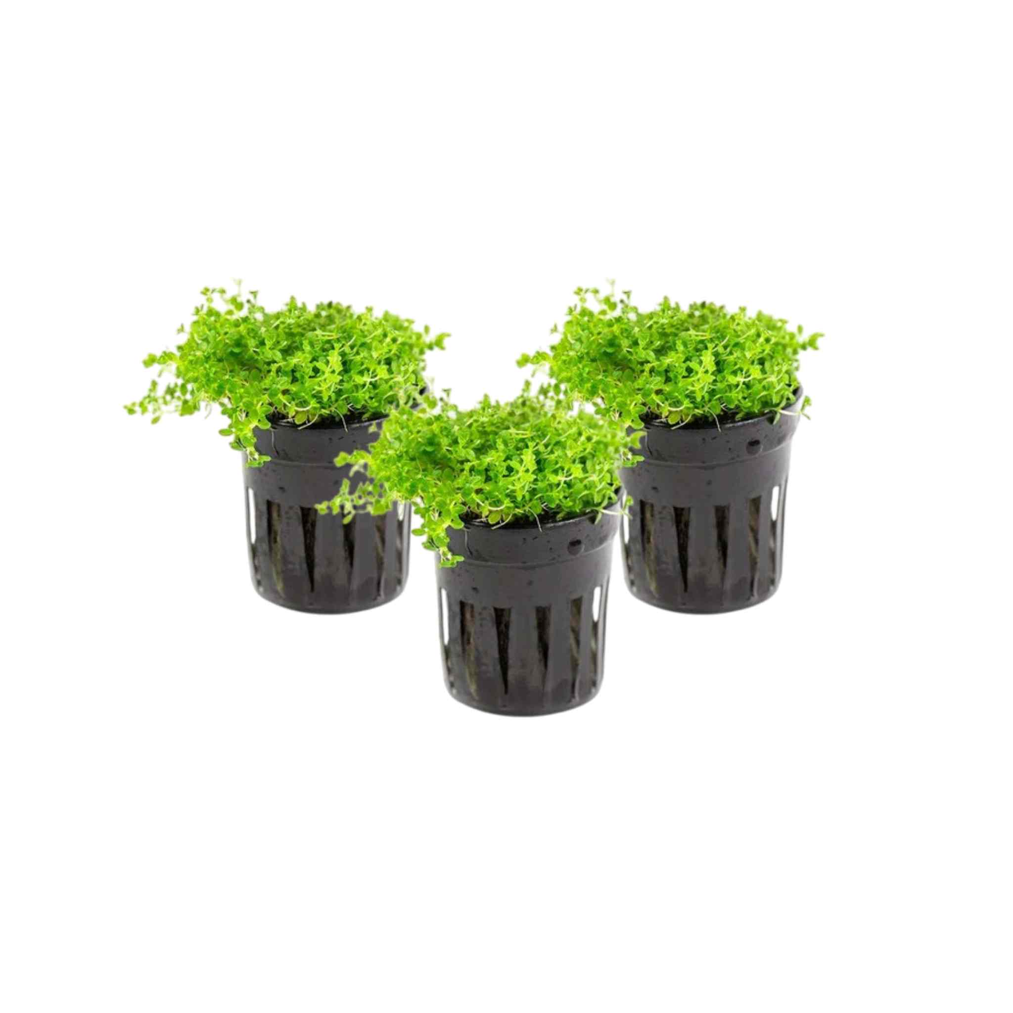 Healthy Hemianthus Callitrichoides Dwarf Baby Tears 3 plant pack USA