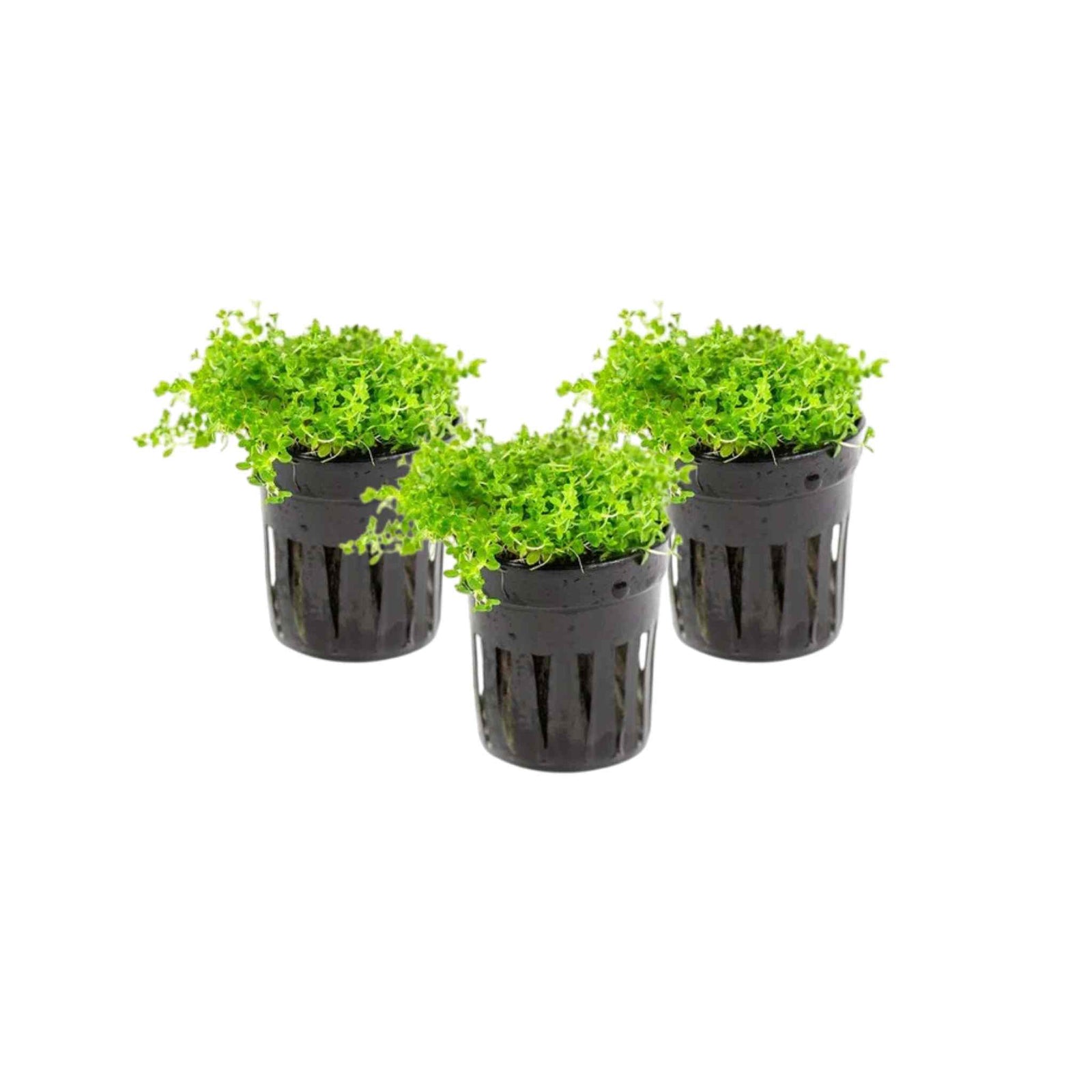 Healthy Hemianthus Callitrichoides Dwarf Baby Tears 3 plant pack USA