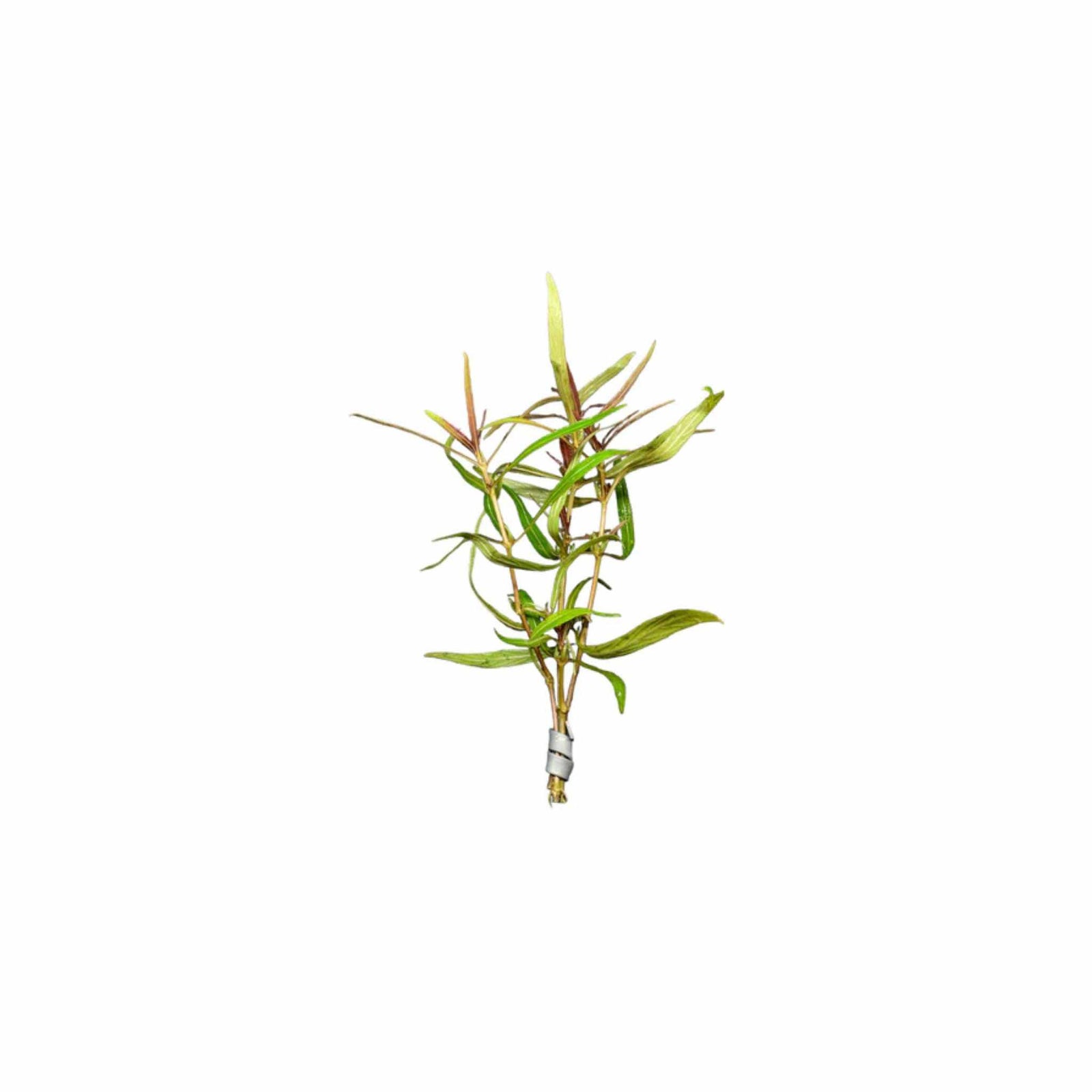 Hygro Araguaia (Hygrophila Araguaia)