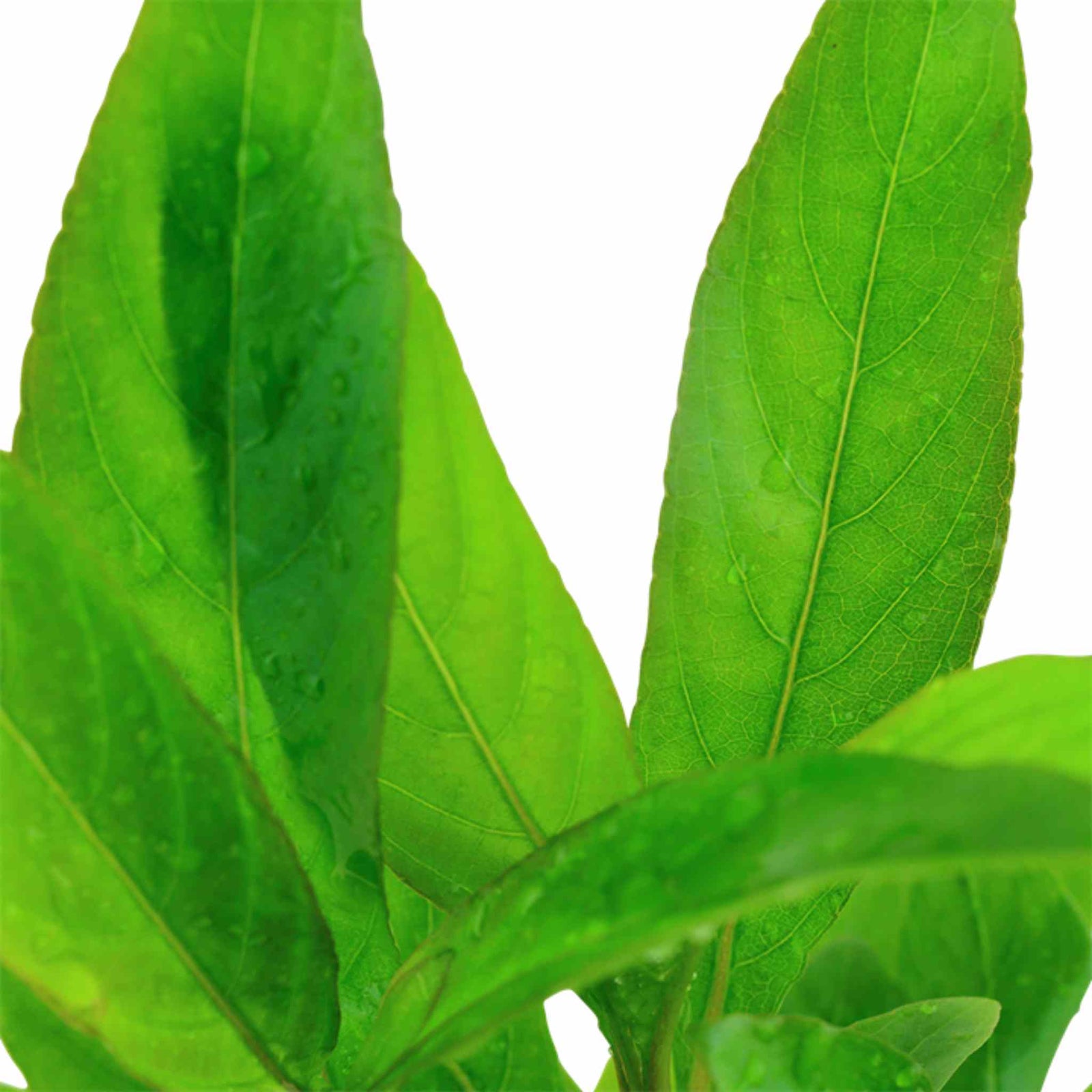 Hygrophila Corymbosa Var. N