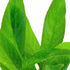 Hygrophila Corymbosa Var. N