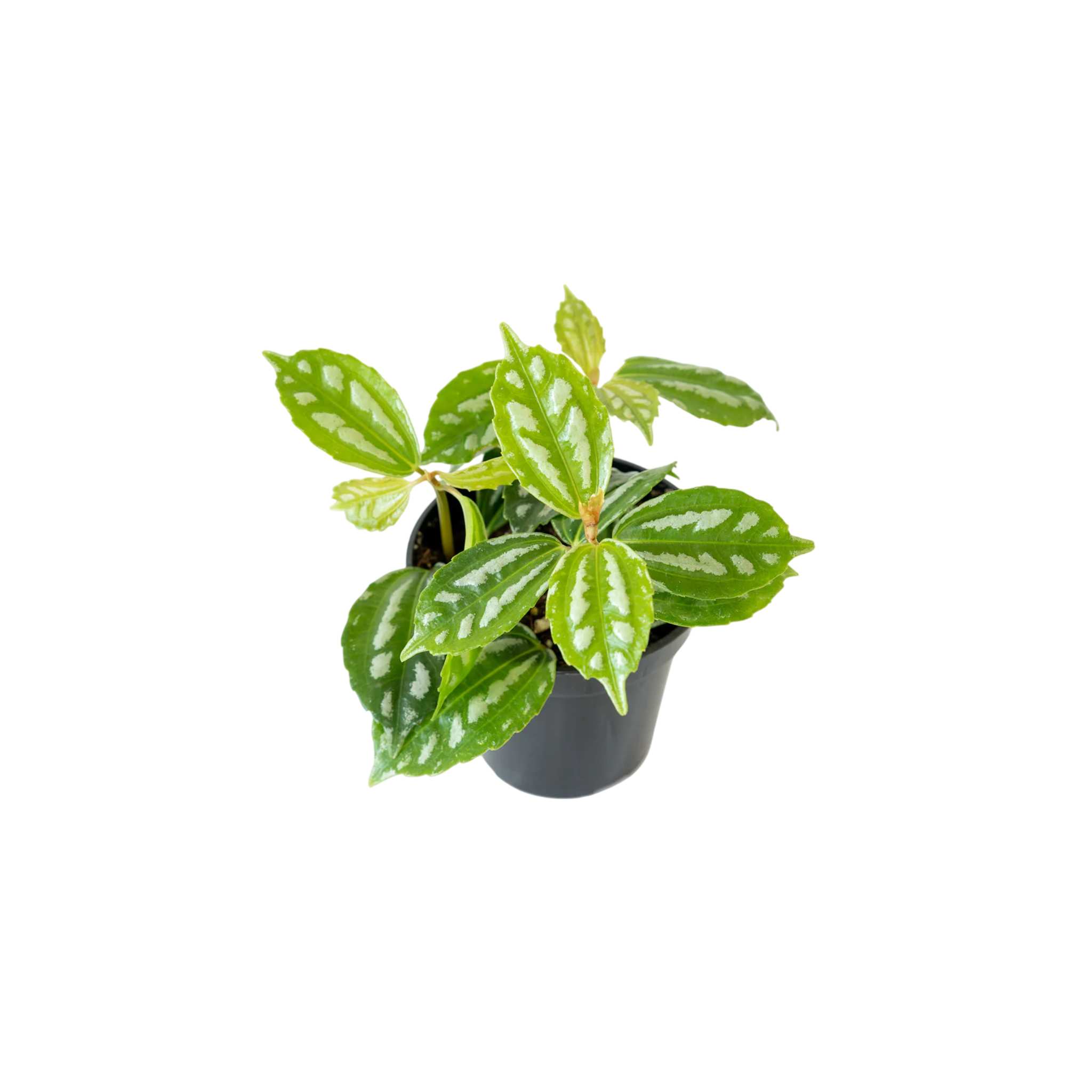 Pilea Cadierei (Aluminum Plant)