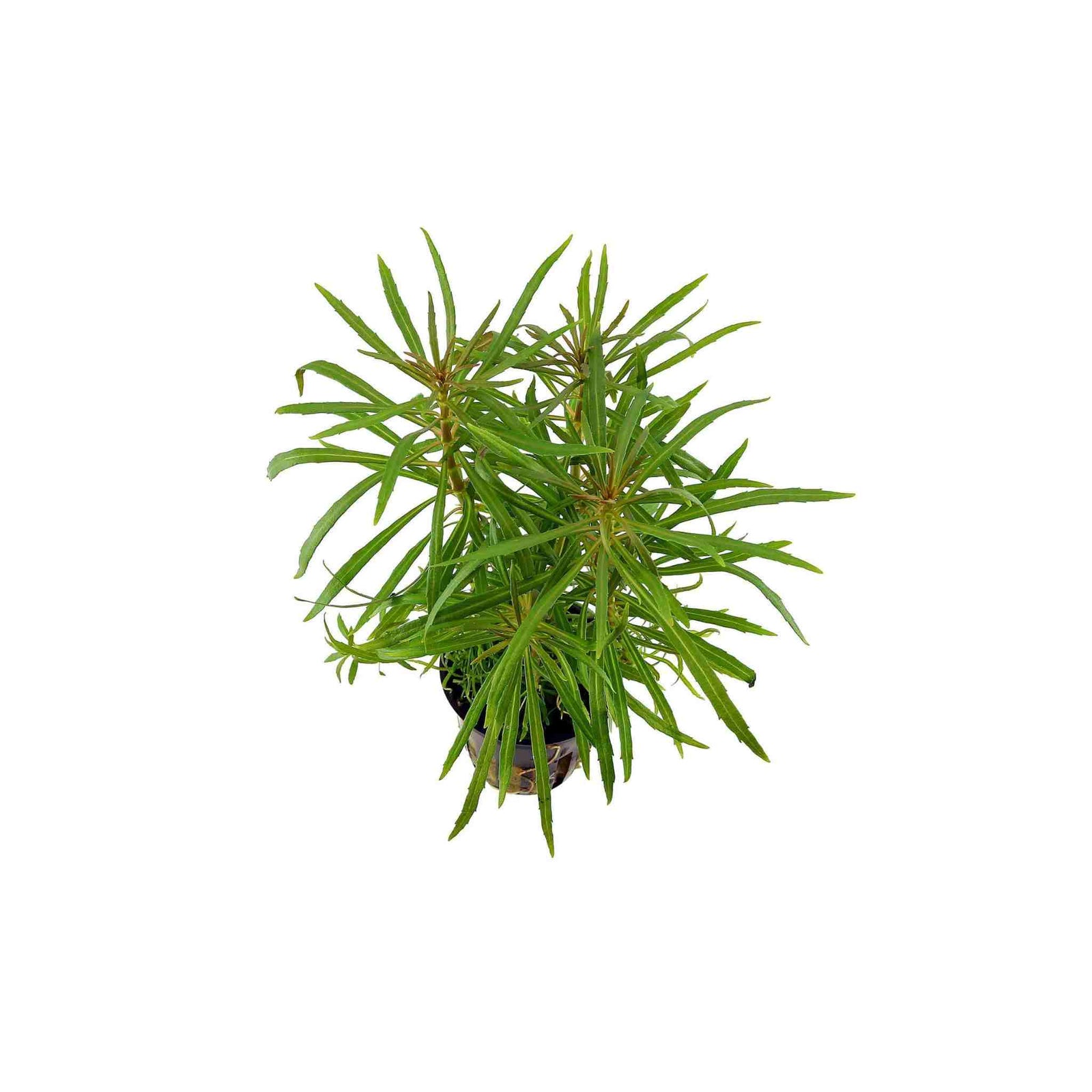 Pogostemon Stellatus Narrowleaf
