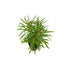 Pogostemon Stellatus Narrowleaf