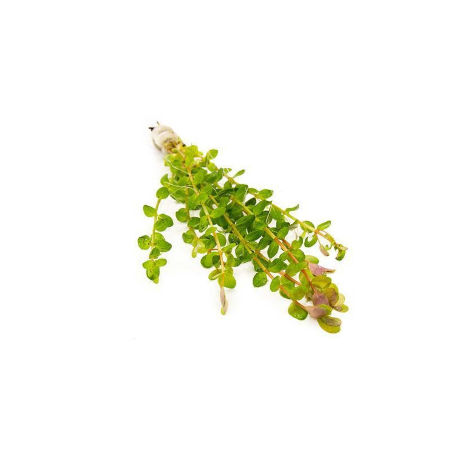 Rotala Indica Potted 2