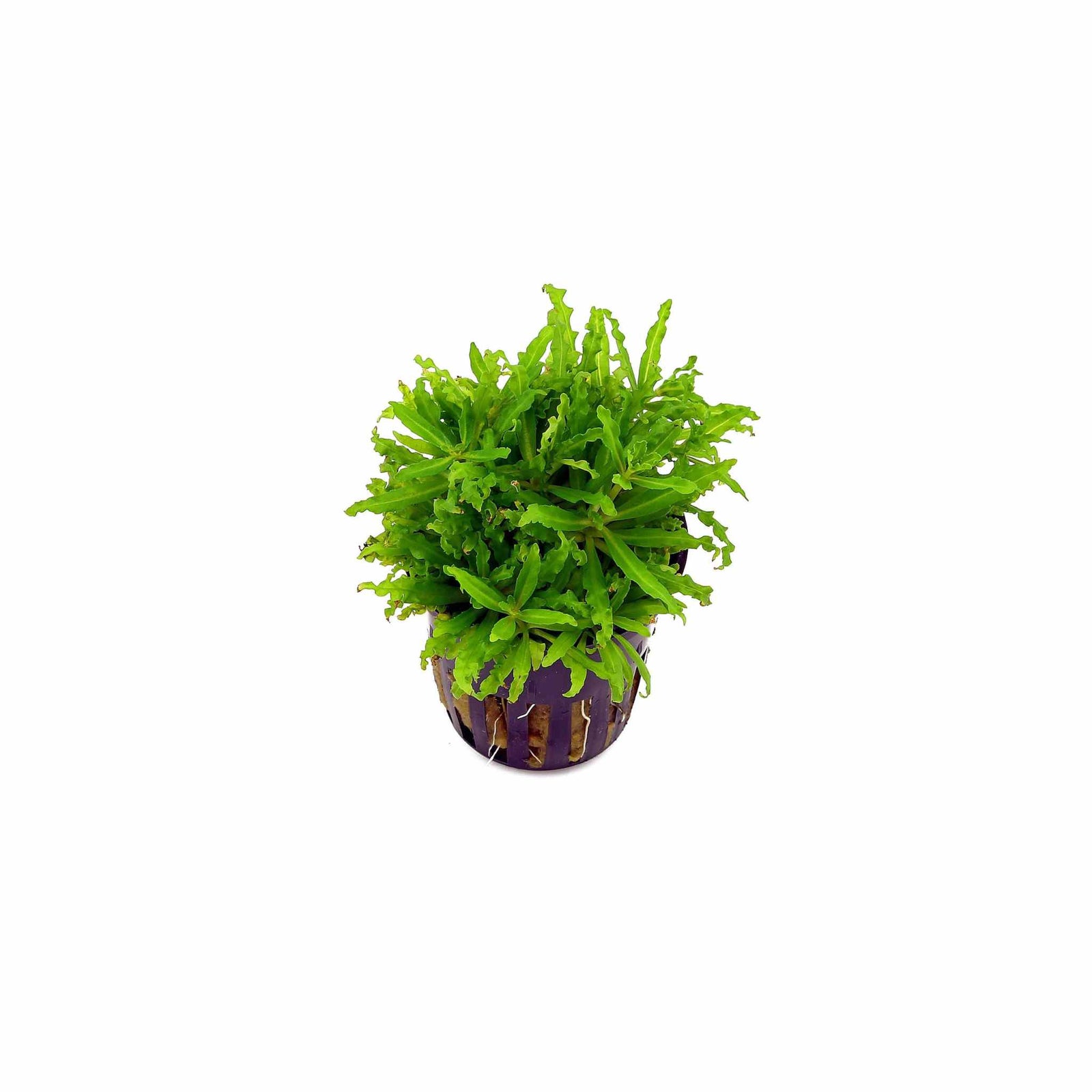 Pogostemon Helferi Bunch
