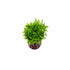 Pogostemon Helferi Bunch