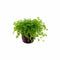 (Pearl Weed) Hemianthus Micranthemoides