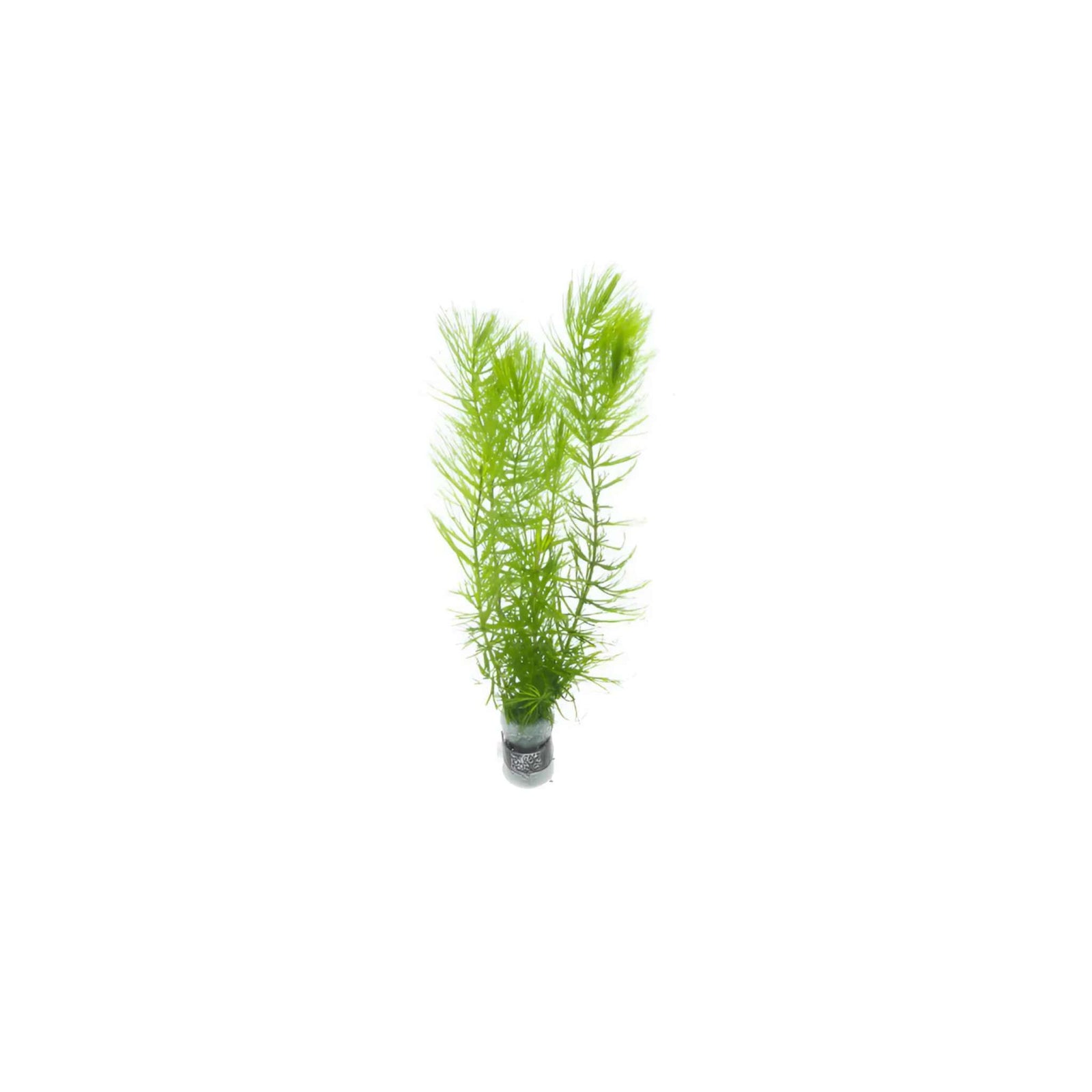 Lush Hornwort Aquatic Plant