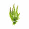 Lush Hornwort Aquatic Plant