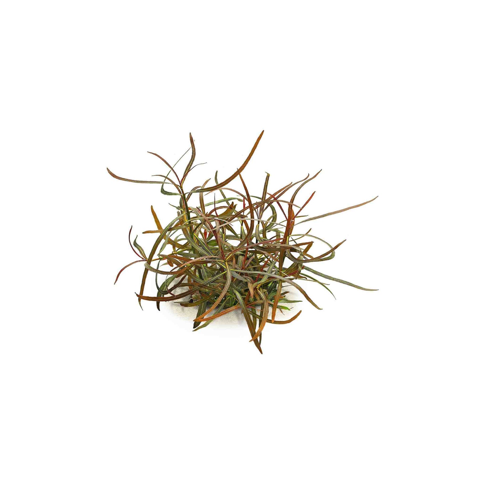 Hygro Araguaia (Hygrophila Araguaia)