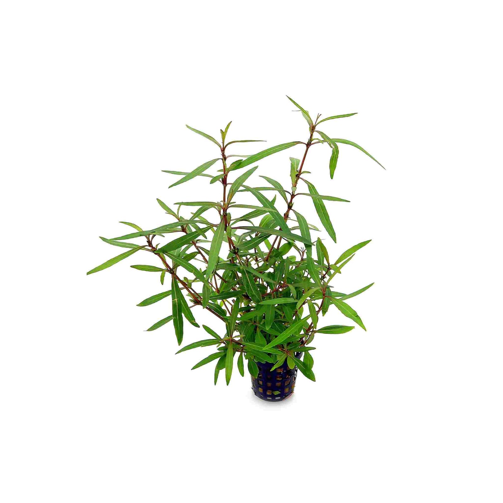 Hygro Araguaia (Hygrophila Araguaia)